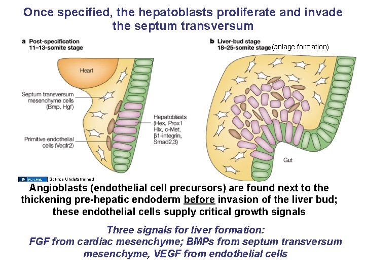 Once specified, the hepatoblasts proliferate and invade the septum transversum (anlage formation) Source Undetermined
