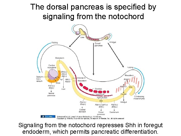 The dorsal pancreas is specified by signaling from the notochord Signaling from the notochord