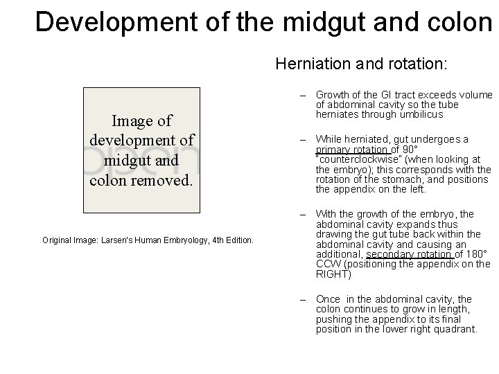 Development of the midgut and colon Herniation and rotation: Image of development of midgut