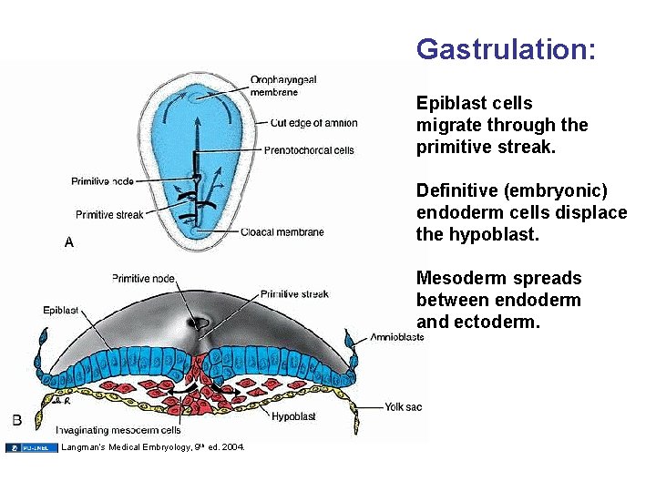 Gastrulation: Epiblast cells migrate through the primitive streak. Definitive (embryonic) endoderm cells displace the