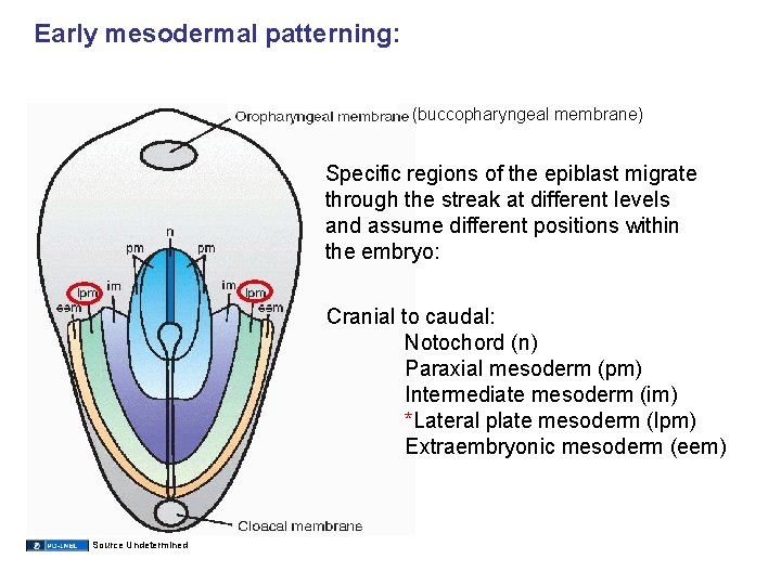 Early mesodermal patterning: (buccopharyngeal membrane) Specific regions of the epiblast migrate through the streak