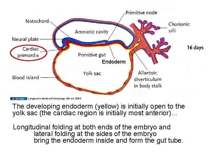 Endoderm Langman’s Medical Embryology, 9 th ed. 2004. The developing endoderm (yellow) is initially