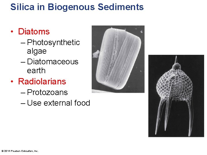 Silica in Biogenous Sediments • Diatoms – Photosynthetic algae – Diatomaceous earth • Radiolarians