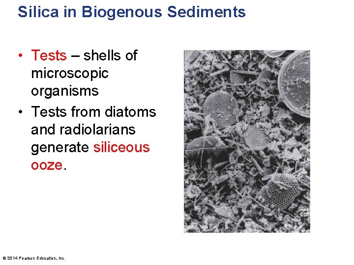 Silica in Biogenous Sediments • Tests – shells of microscopic organisms • Tests from