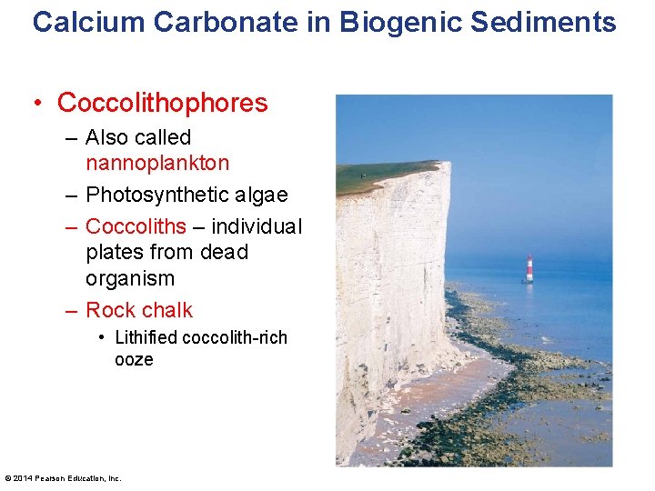 Calcium Carbonate in Biogenic Sediments • Coccolithophores – Also called nannoplankton – Photosynthetic algae