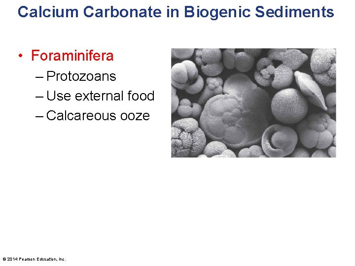 Calcium Carbonate in Biogenic Sediments • Foraminifera – Protozoans – Use external food –