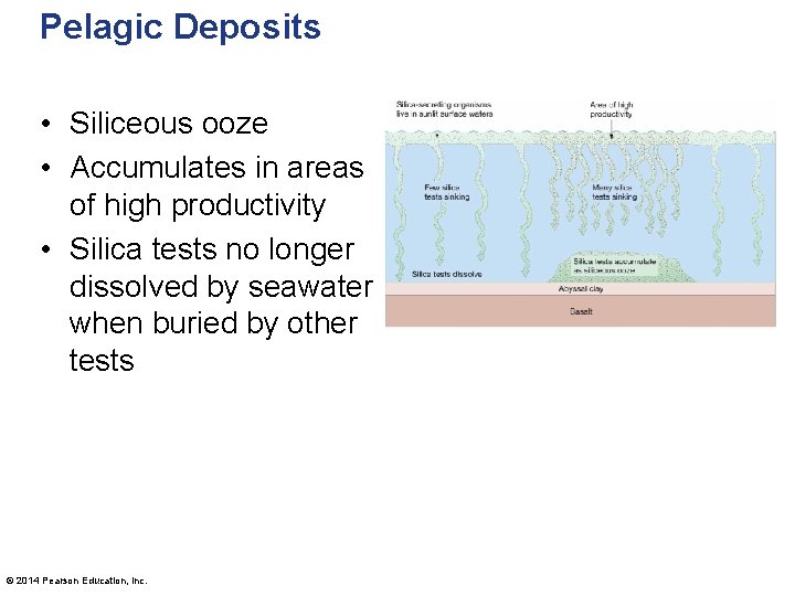 Pelagic Deposits • Siliceous ooze • Accumulates in areas of high productivity • Silica