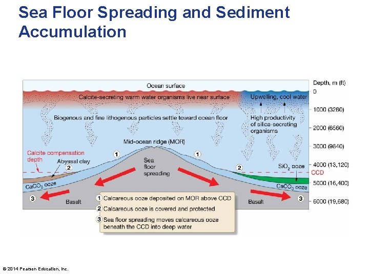 Sea Floor Spreading and Sediment Accumulation © 2014 Pearson Education, Inc. 