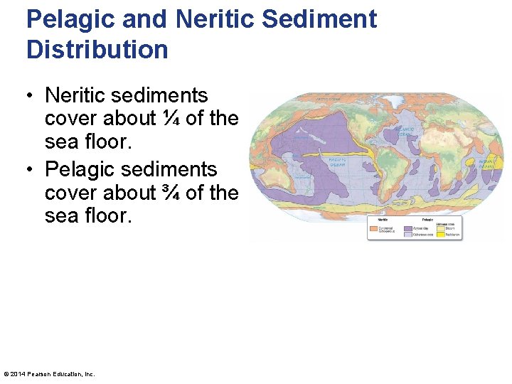 Pelagic and Neritic Sediment Distribution • Neritic sediments cover about ¼ of the sea