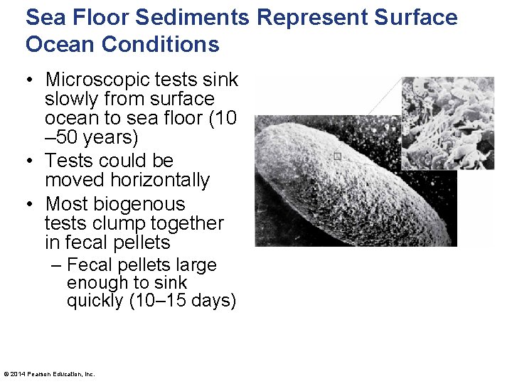 Sea Floor Sediments Represent Surface Ocean Conditions • Microscopic tests sink slowly from surface