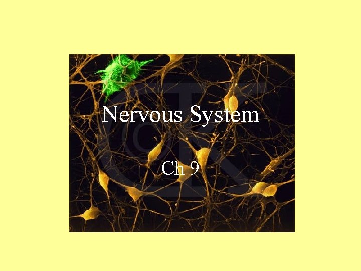 Nervous System Ch 9 Nervous System Ch 9
