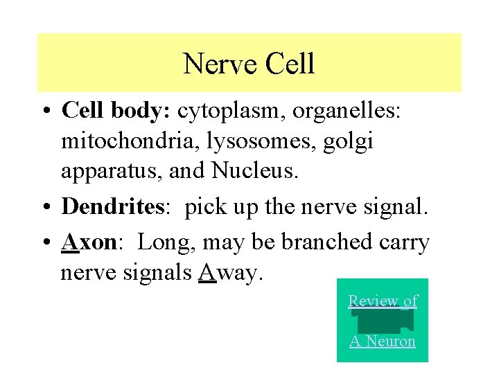 Nerve Cell • Cell body: cytoplasm, organelles: mitochondria, lysosomes, golgi apparatus, and Nucleus. • Nerve Cell • Cell body: cytoplasm, organelles: mitochondria, lysosomes, golgi apparatus, and Nucleus. •