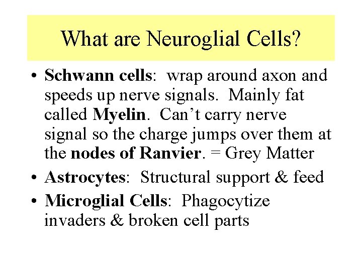 What are Neuroglial Cells? • Schwann cells: wrap around axon and speeds up nerve What are Neuroglial Cells? • Schwann cells: wrap around axon and speeds up nerve