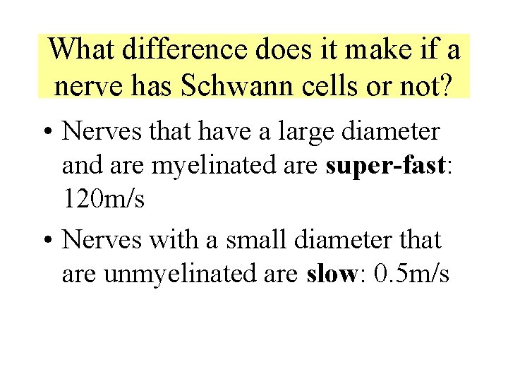What difference does it make if a nerve has Schwann cells or not? • What difference does it make if a nerve has Schwann cells or not? •
