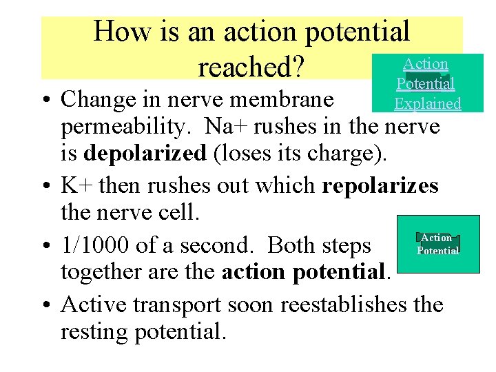 How is an action potential Action reached? Potential • Change in nerve membrane Explained How is an action potential Action reached? Potential • Change in nerve membrane Explained