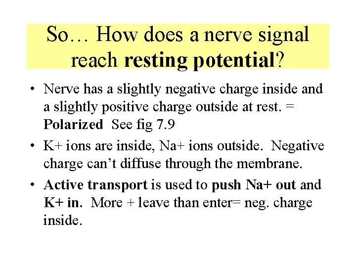 So… How does a nerve signal reach resting potential? • Nerve has a slightly So… How does a nerve signal reach resting potential? • Nerve has a slightly