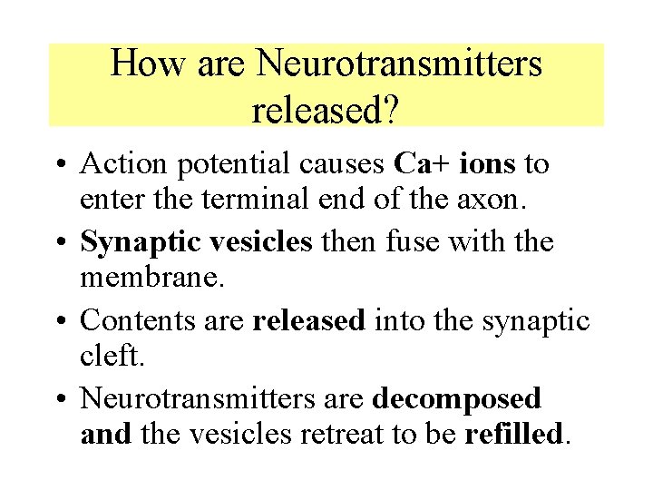 How are Neurotransmitters released? • Action potential causes Ca+ ions to enter the terminal How are Neurotransmitters released? • Action potential causes Ca+ ions to enter the terminal