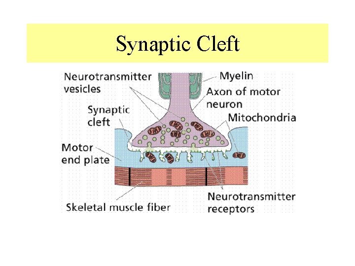 Synaptic Cleft Synaptic Cleft