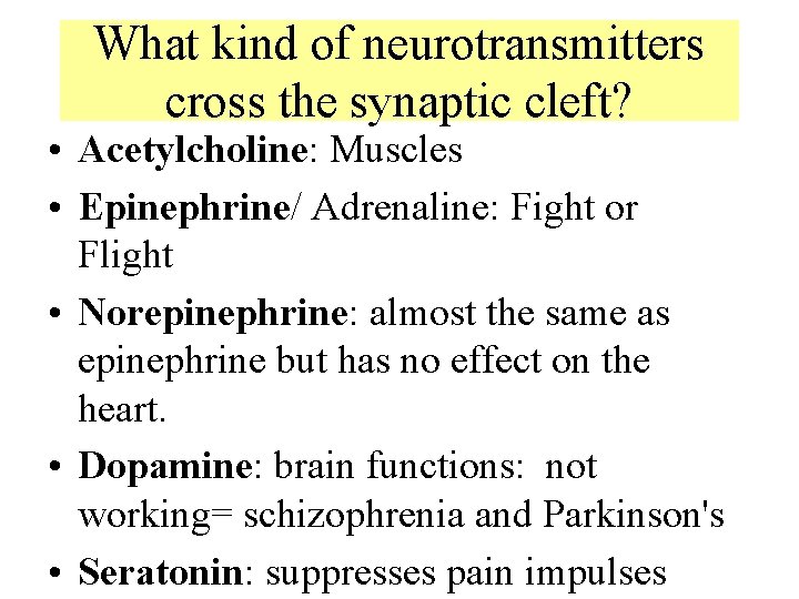 What kind of neurotransmitters cross the synaptic cleft? • Acetylcholine: Muscles • Epinephrine/ Adrenaline: What kind of neurotransmitters cross the synaptic cleft? • Acetylcholine: Muscles • Epinephrine/ Adrenaline: