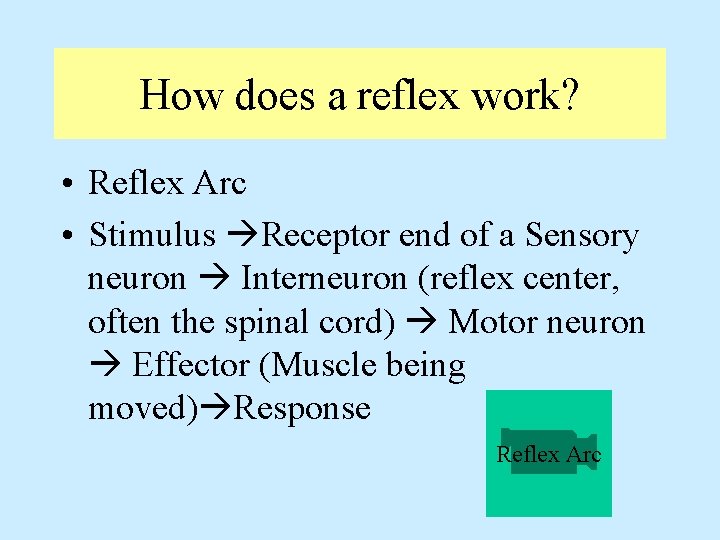 How does a reflex work? • Reflex Arc • Stimulus Receptor end of a How does a reflex work? • Reflex Arc • Stimulus Receptor end of a
