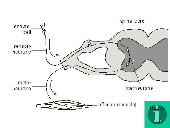 Reflex Lab Reflex Lab