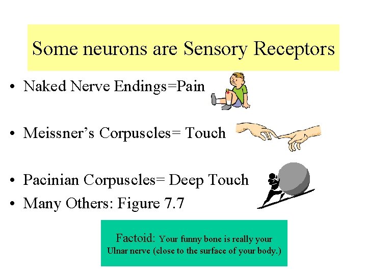 Some neurons are Sensory Receptors • Naked Nerve Endings=Pain • Meissner’s Corpuscles= Touch • Some neurons are Sensory Receptors • Naked Nerve Endings=Pain • Meissner’s Corpuscles= Touch •