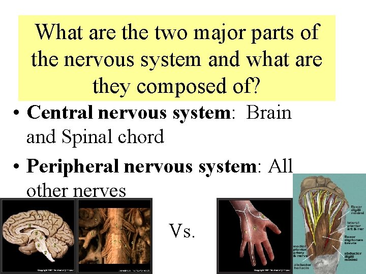 What are the two major parts of the nervous system and what are they What are the two major parts of the nervous system and what are they