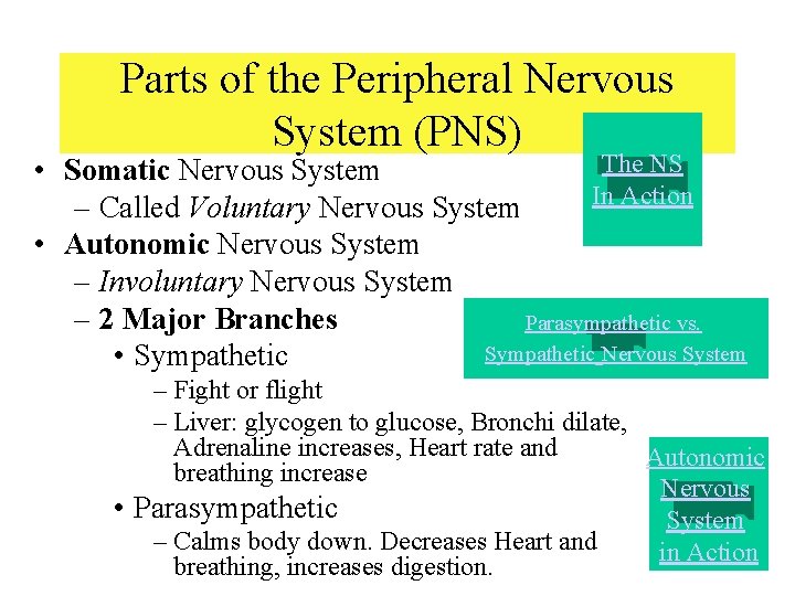 Parts of the Peripheral Nervous System (PNS) The NS • Somatic Nervous System In Parts of the Peripheral Nervous System (PNS) The NS • Somatic Nervous System In