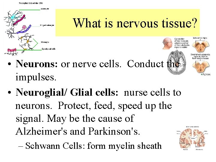 What is nervous tissue? • Neurons: or nerve cells. Conduct the impulses. • Neuroglial/ What is nervous tissue? • Neurons: or nerve cells. Conduct the impulses. • Neuroglial/