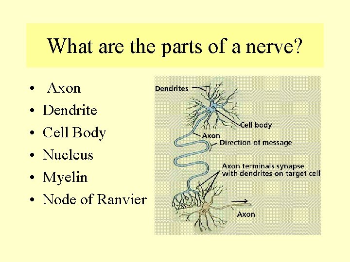 What are the parts of a nerve? • • • Axon Dendrite Cell Body What are the parts of a nerve? • • • Axon Dendrite Cell Body