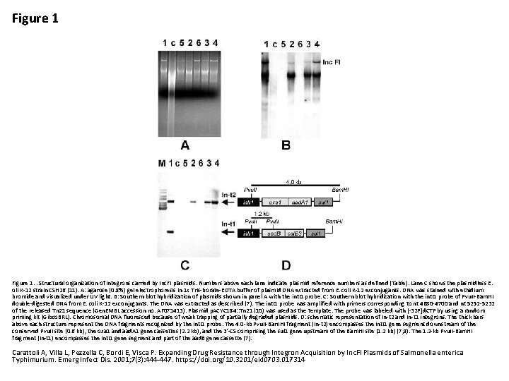 Figure 1. . Structural organization of integrons carried by Inc. FI plasmids. Numbers above