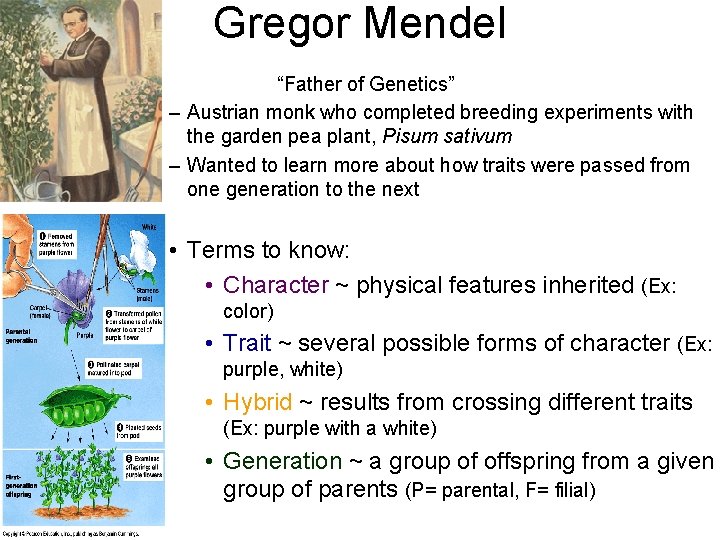 Gregor Mendel “Father of Genetics” – Austrian monk who completed breeding experiments with the