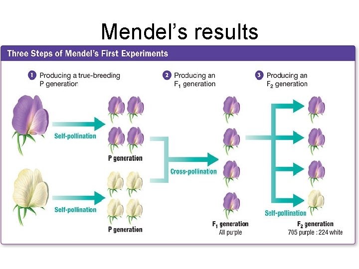 Mendel’s results 