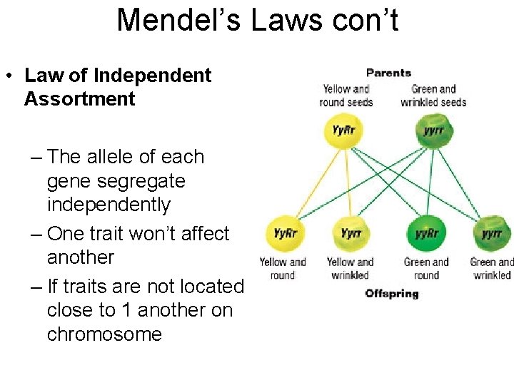 Mendel’s Laws con’t • Law of Independent Assortment – The allele of each gene