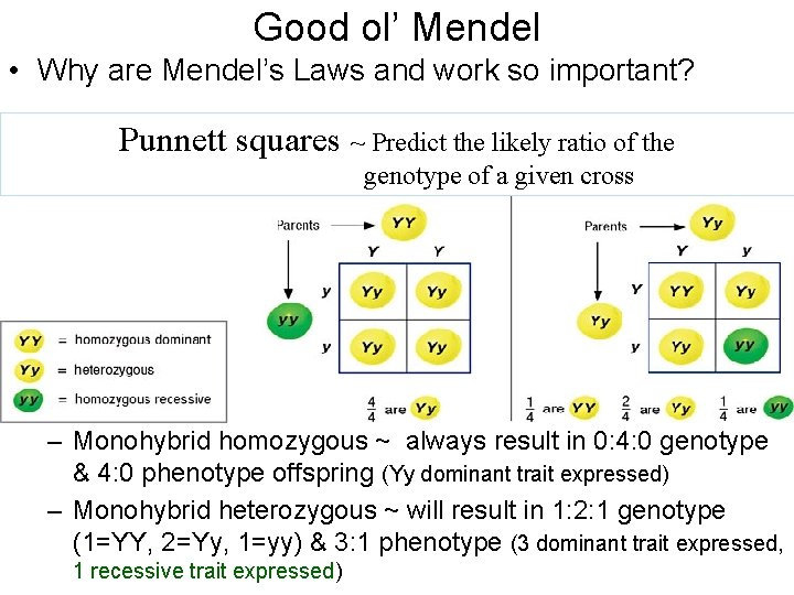 Good ol’ Mendel • Why are Mendel’s Laws and work so important? Punnett squares