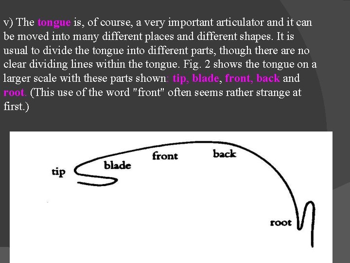 v) The tongue is, of course, a very important articulator and it can be