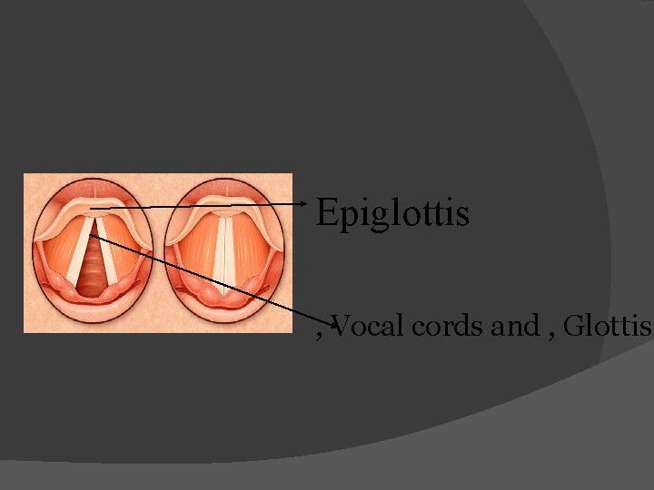 Epiglottis , Vocal cords and , Glottis 