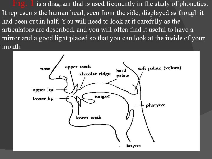 Fig. 1 is a diagram that is used frequently in the study of phonetics.