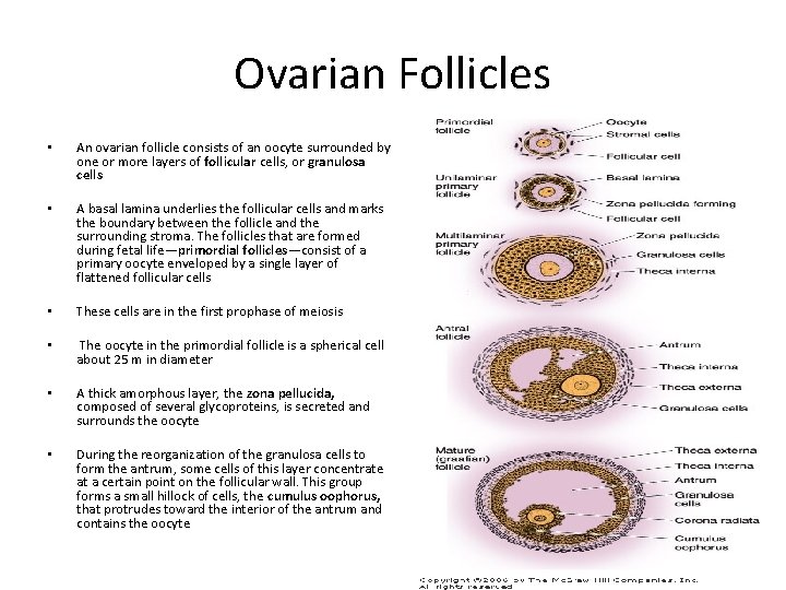 Ovarian Follicles • An ovarian follicle consists of an oocyte surrounded by one or