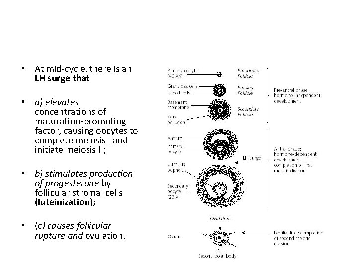  • At mid-cycle, there is an LH surge that • a) elevates concentrations