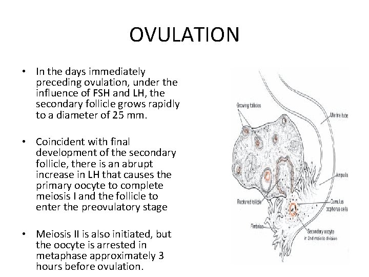 OVULATION • In the days immediately preceding ovulation, under the influence of FSH and