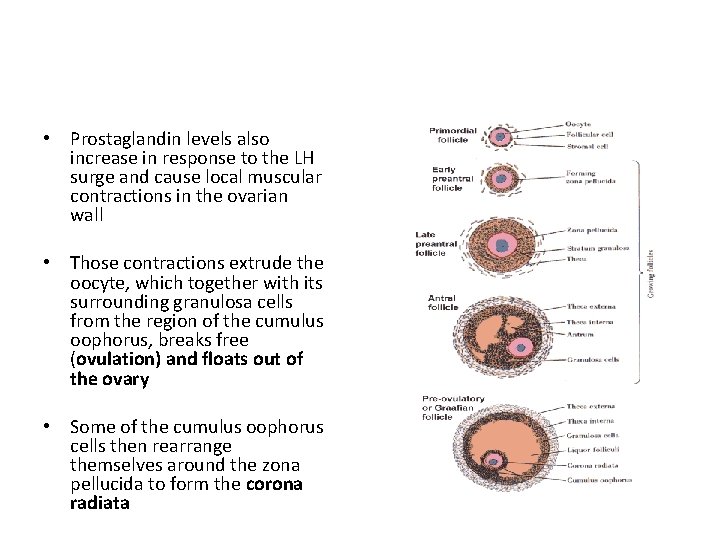  • Prostaglandin levels also increase in response to the LH surge and cause