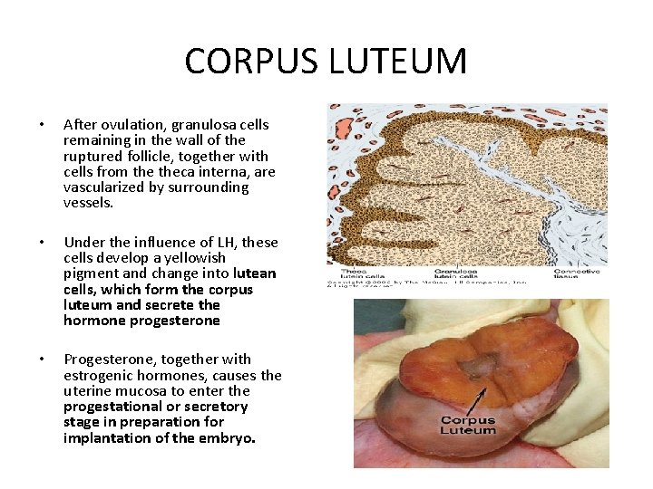CORPUS LUTEUM • After ovulation, granulosa cells remaining in the wall of the ruptured