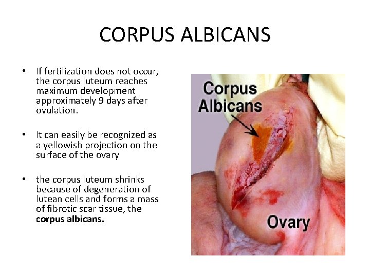 CORPUS ALBICANS • If fertilization does not occur, the corpus luteum reaches maximum development