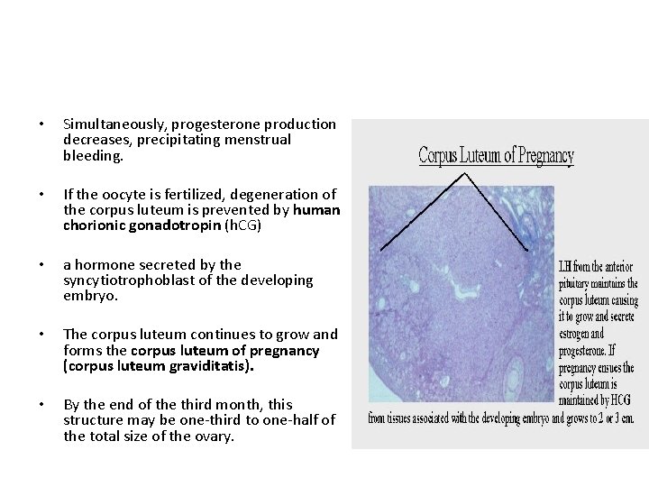  • Simultaneously, progesterone production decreases, precipitating menstrual bleeding. • If the oocyte is