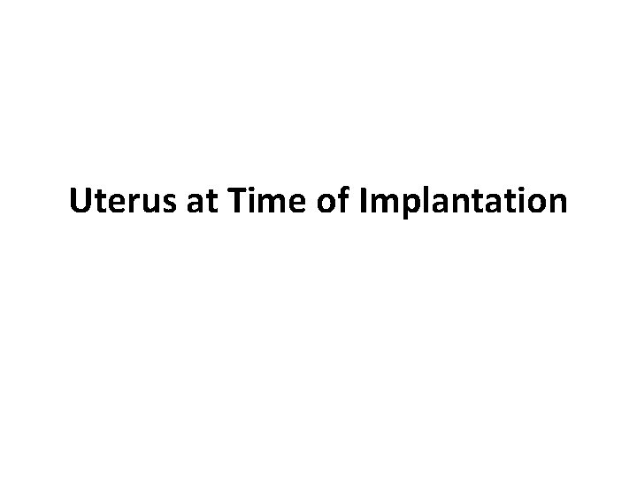 Uterus at Time of Implantation 