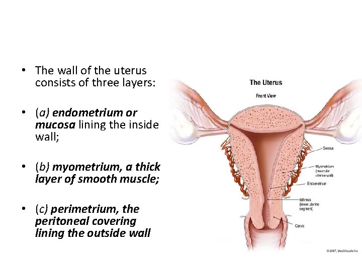  • The wall of the uterus consists of three layers: • (a) endometrium