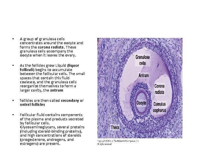  • A group of granulosa cells concentrates around the oocyte and forms the