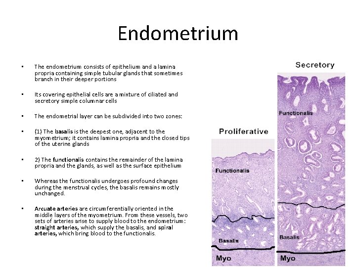 Endometrium • The endometrium consists of epithelium and a lamina propria containing simple tubular