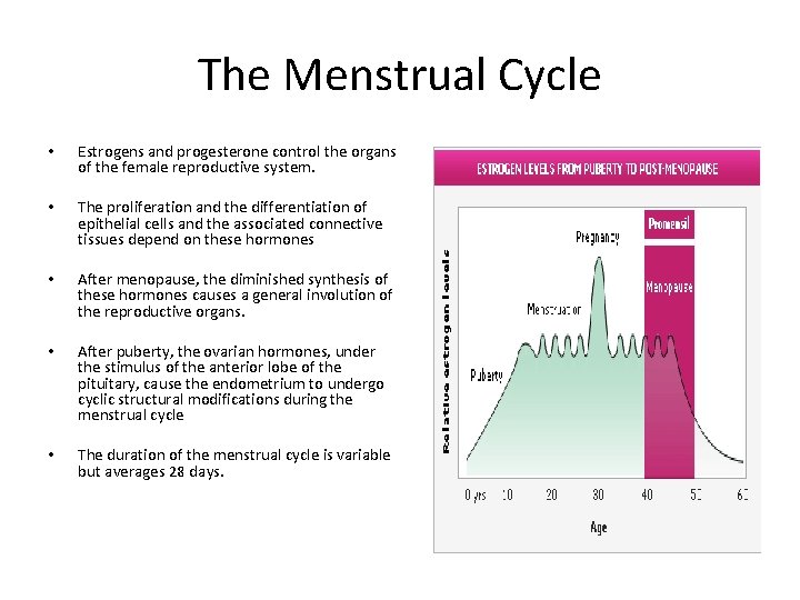 The Menstrual Cycle • Estrogens and progesterone control the organs of the female reproductive